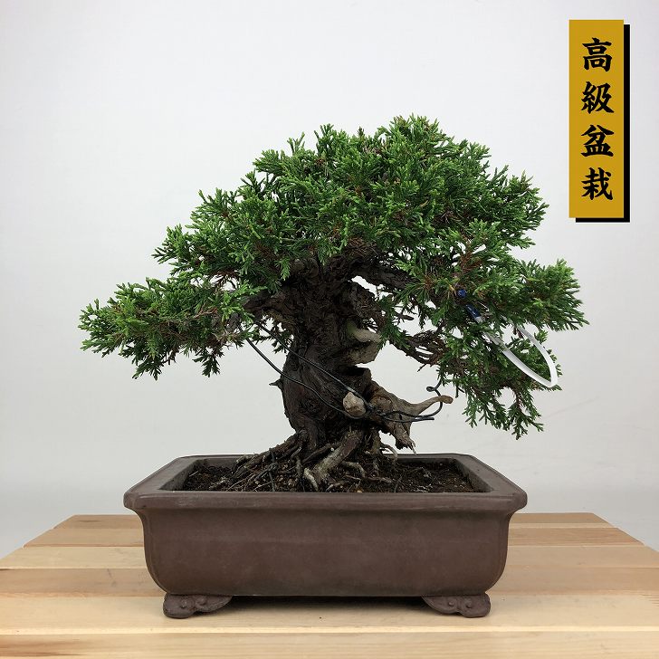 ミニ盆栽。紀州真柏です。 楽天市場】盆栽 真柏 紀州真柏 飛龍 ミニ盆栽 小品盆栽 松柏
