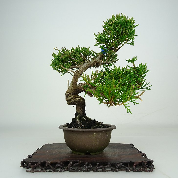 盆栽 真柏 樹高 約17cm しんぱく Juniperus chinensis シンパク ジン シャリ ヒノキ科 常緑樹 鑑賞 観賞用 小品 現品 送料無料｜盆栽はニわ 店 9,768円