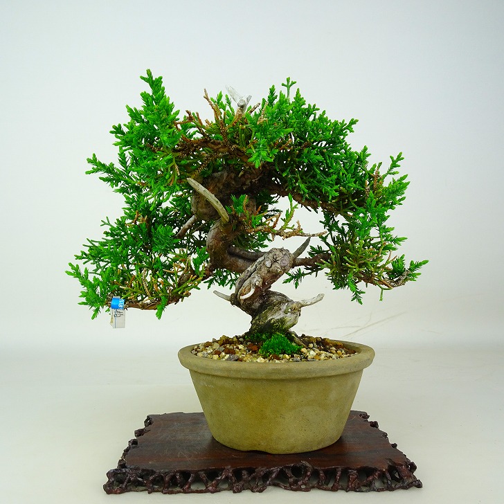 盆栽 真柏 樹高 約17cm しんぱく Juniperus chinensis シンパク ジン シャリ ヒノキ科 常緑樹 鑑賞 観賞用 小品 現品｜盆栽はニわ 店