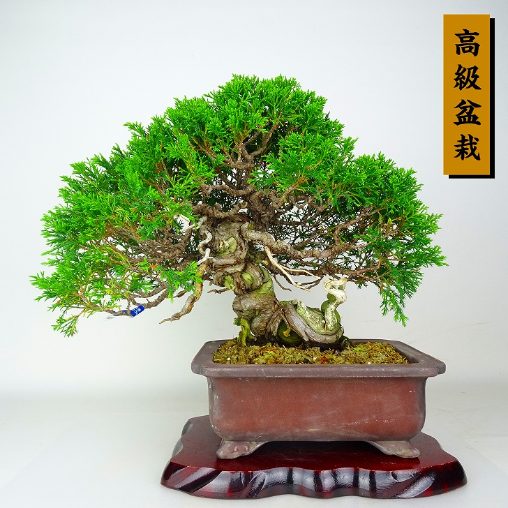 盆栽 真柏 樹高 約28cm しんぱく 高級盆栽 Juniperus chinensis シンパク ジン シャリ ヒノキ科 常緑樹 鑑賞 観賞用 現品｜盆栽はニわ 店 108,900円