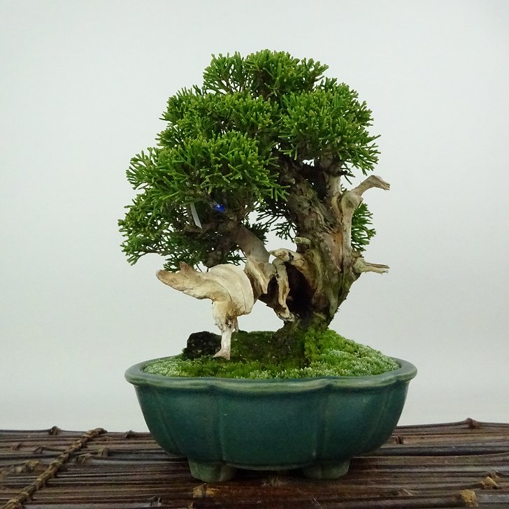 楽天市場】盆栽 真柏（盆栽｜花・観葉植物）：花・ガーデン・DIY