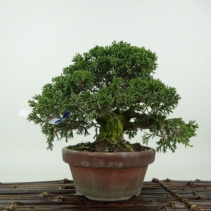 【小品　真柏盆栽】　　　　　　⭕気品の一品❗ 小品盆栽オークション #小品盆栽 #bonsai