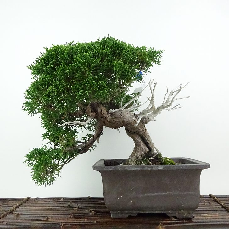 【真柏】 樹高 27cm 真柏（中品・樹高33cm） - 米谷大蓉園