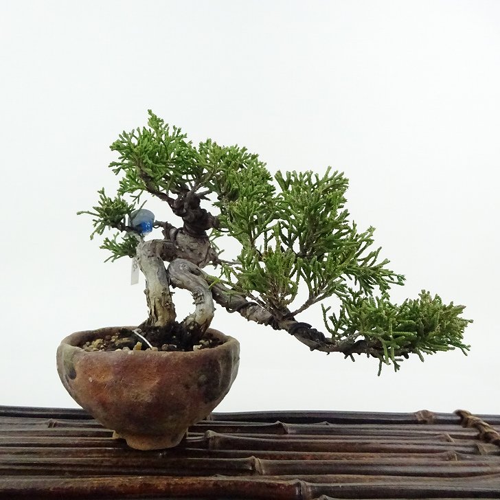 楽天市場】盆栽 小品盆栽 真柏 挿し木16年生 シンパク しんぱく