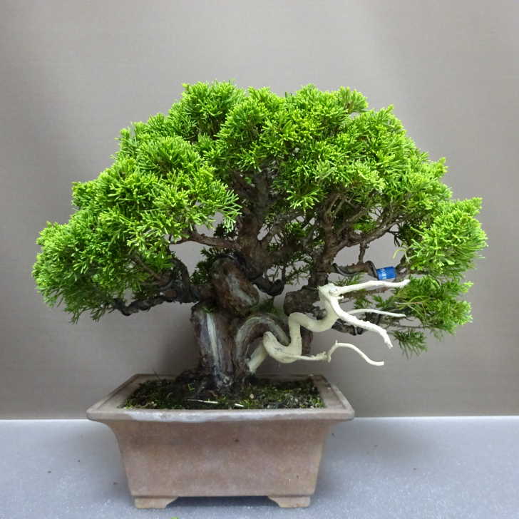楽天市場】盆栽 真柏 樹高 約24cm しんぱく Juniperus chinensis