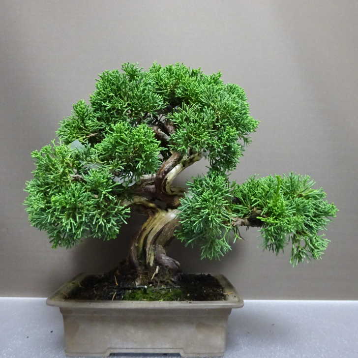 楽天市場】盆栽 真柏 樹高 約16cm しんぱく 高級盆栽 Juniperus