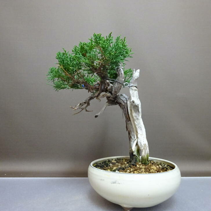 楽天市場】盆栽 真柏 樹高 約24cm しんぱく Juniperus chinensis