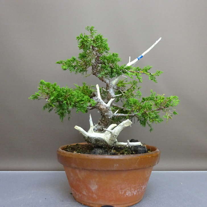 【楽天市場】盆栽 真柏 樹高 約27cm しんぱく Juniperus chinensis シンパク “ジン シャリ” ヒノキ科 常緑樹 鑑賞 ...