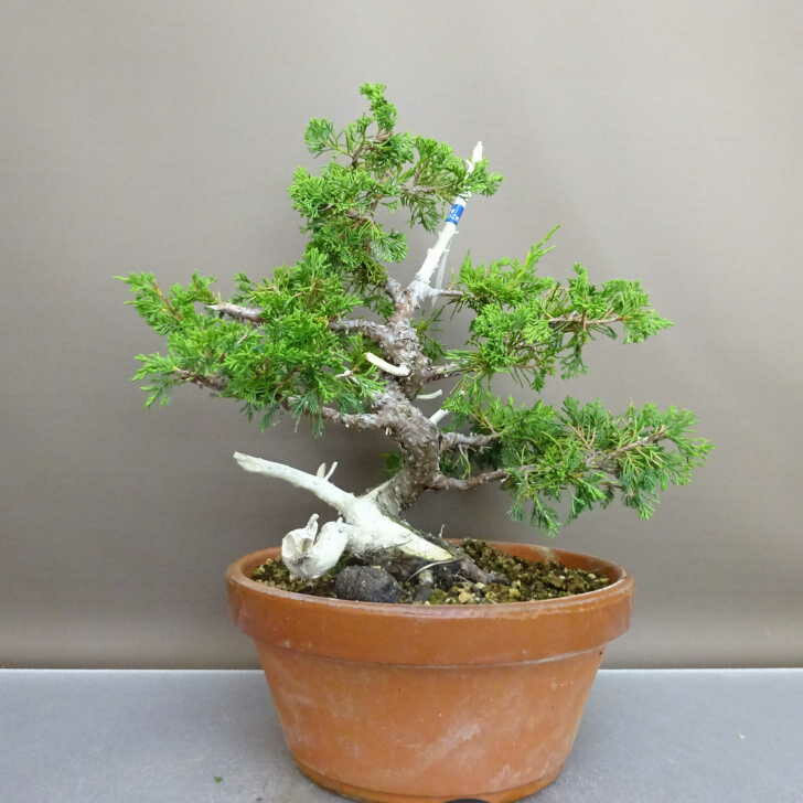 楽天市場】盆栽 真柏 樹高 約24cm しんぱく Juniperus chinensis