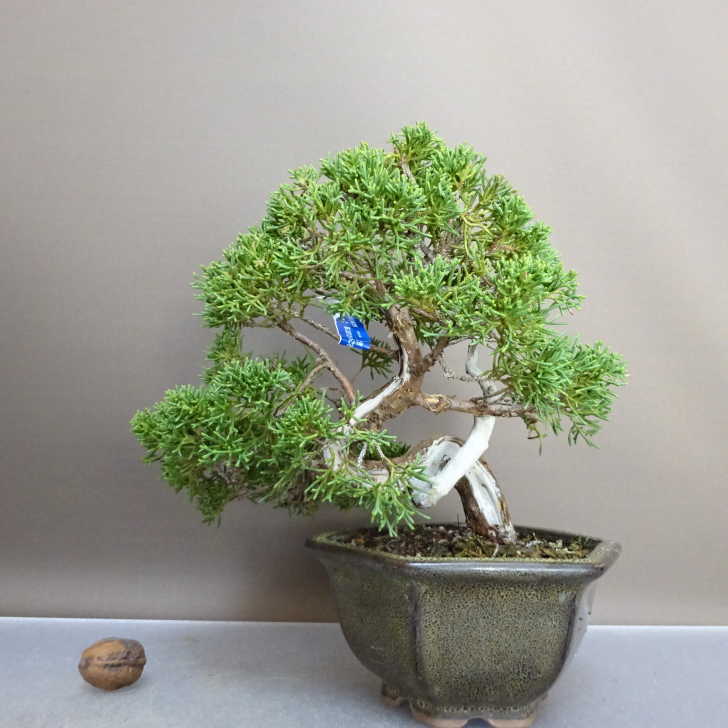 楽天市場】【送料無料】シンパク 【 盆栽 3号 】 真柏 盆栽 BONSAI