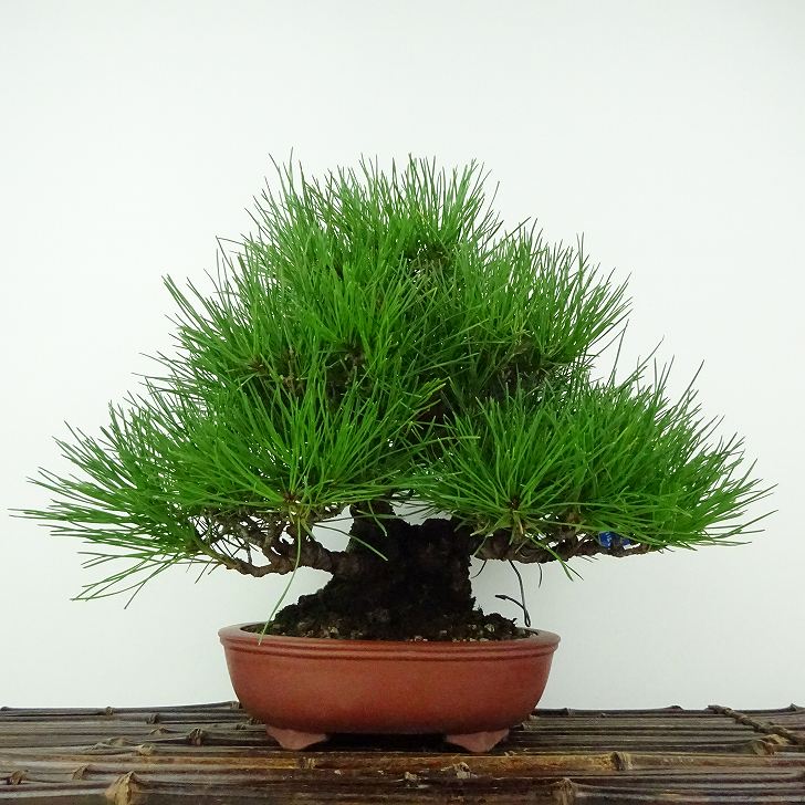 盆栽 松 赤松 樹高 約19cm あかまつ Pinus densiflora アカマツ red pine マツ科 常緑樹 鑑賞用 観賞用 小品 現品
