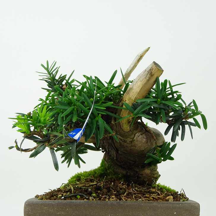 59%OFF!】 一位 いちい Taxus cuspidata イチイ “ジン” イチイ科 常緑針葉樹 観賞用 盆栽 小品 現品 送料無料  whitesforracialequity.org