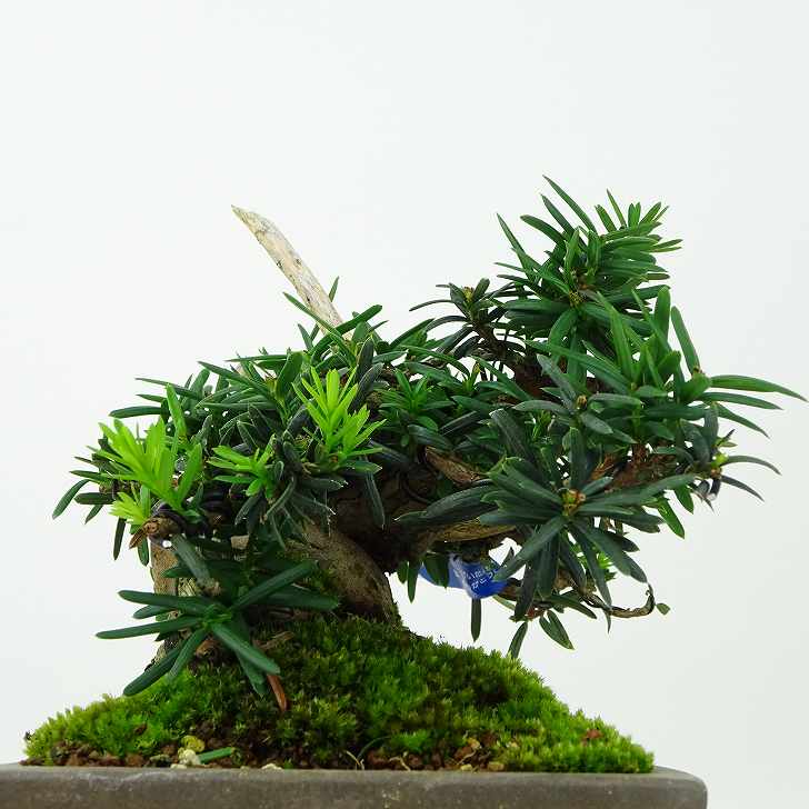 楽天 盆栽 一位 いちい Taxus cuspidata イチイ “ジン シャリ” イチイ