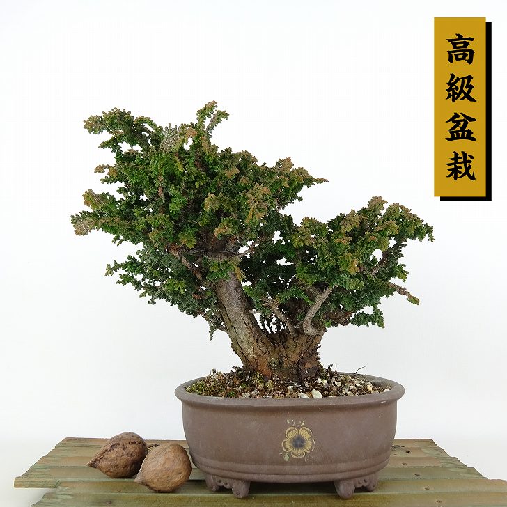 楽天市場】盆栽 水蝋樹 樹高 約16cm いぼたのき Ligustrum obtusifolium イボタノキ モクセイ科 イボタノキ属 落葉樹  観賞用 小品 現品 送料無料 : 盆栽はニわ 楽天市場店