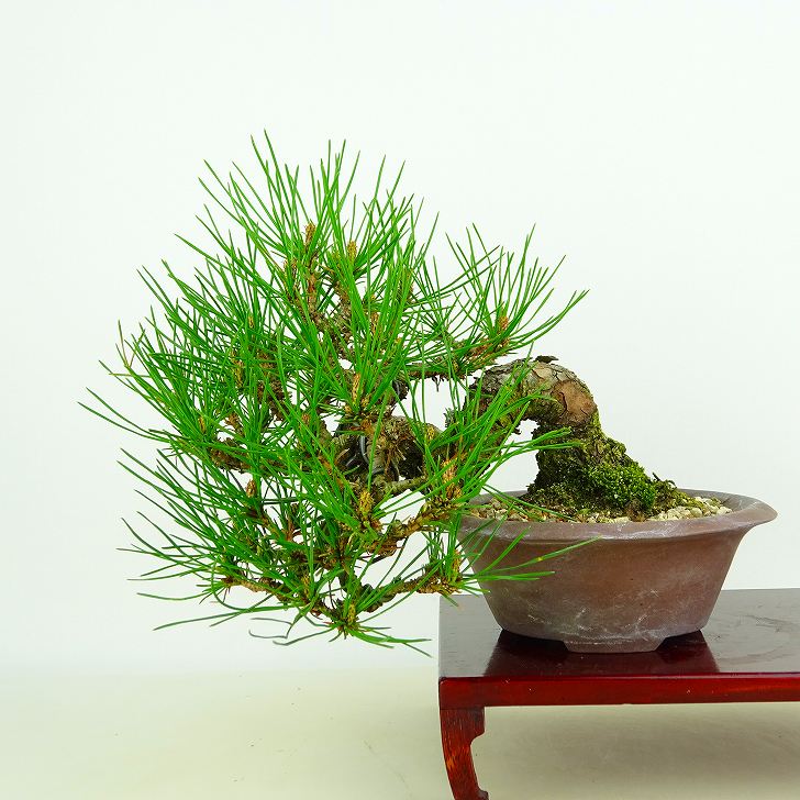 ※引取限定※　盆栽　赤松　樹高58cm xb24090602_1.jpg