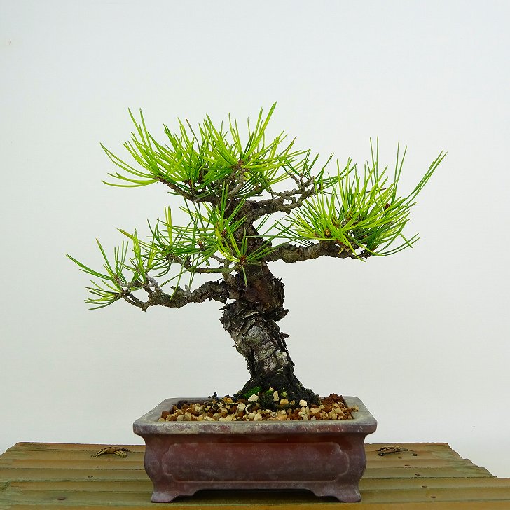 盆栽　赤松　樹高68cm 盆栽 赤松 樹高68cm