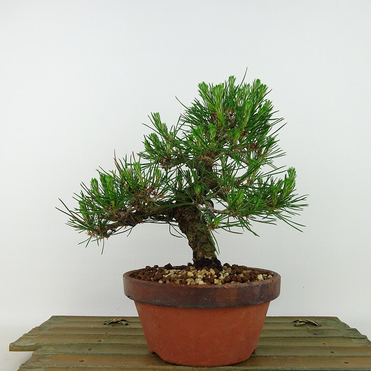 楽天市場】盆栽 松 赤松 樹高 約29cm あかまつ Pinus densiflora