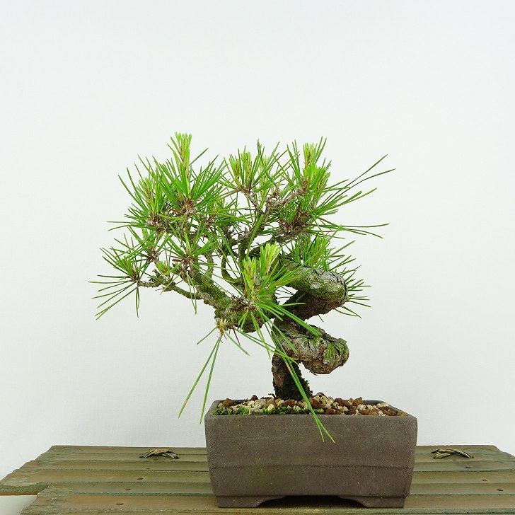 ※引取限定※　盆栽　赤松　樹高58cm 赤松盆栽（中型サイズ） 【11100-0070】 - 埼玉県さいたま市