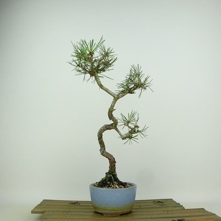 楽天市場】盆栽 松 赤松 樹高 約16cm あかまつ Pinus densiflora