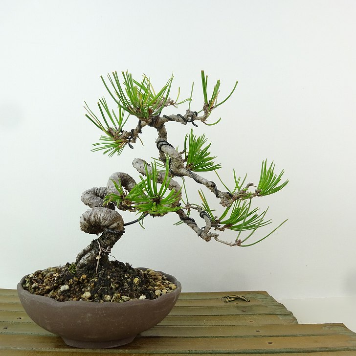 楽天市場】盆栽 松 赤松 樹高 約29cm あかまつ Pinus densiflora