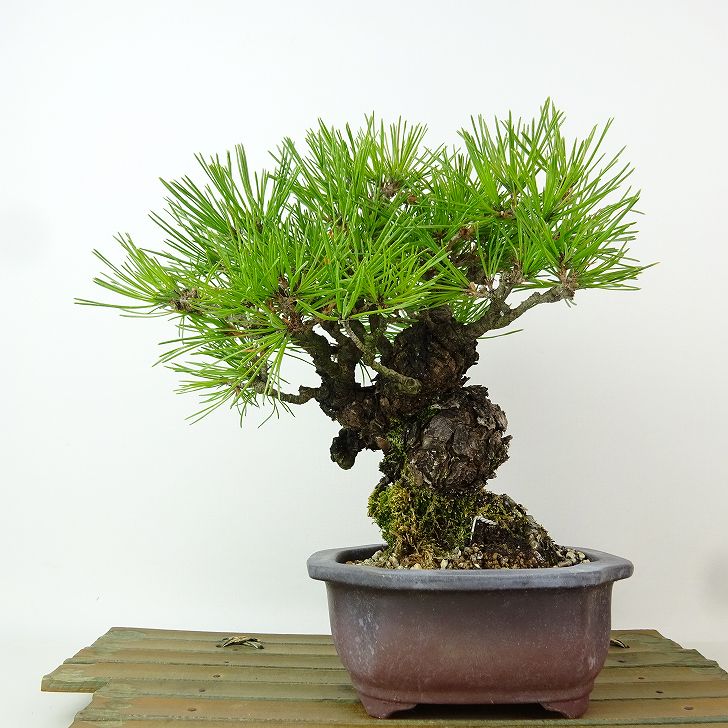 楽天市場】盆栽：赤松（アカマツ）*現品 一点物 あかまつ Akamatsu