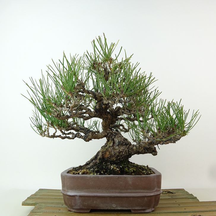 赤松　中品　極上　極松 赤松 中品 極上 極松 盆栽 松 赤松 樹高 約27cm あかまつ Pinus densiflora
