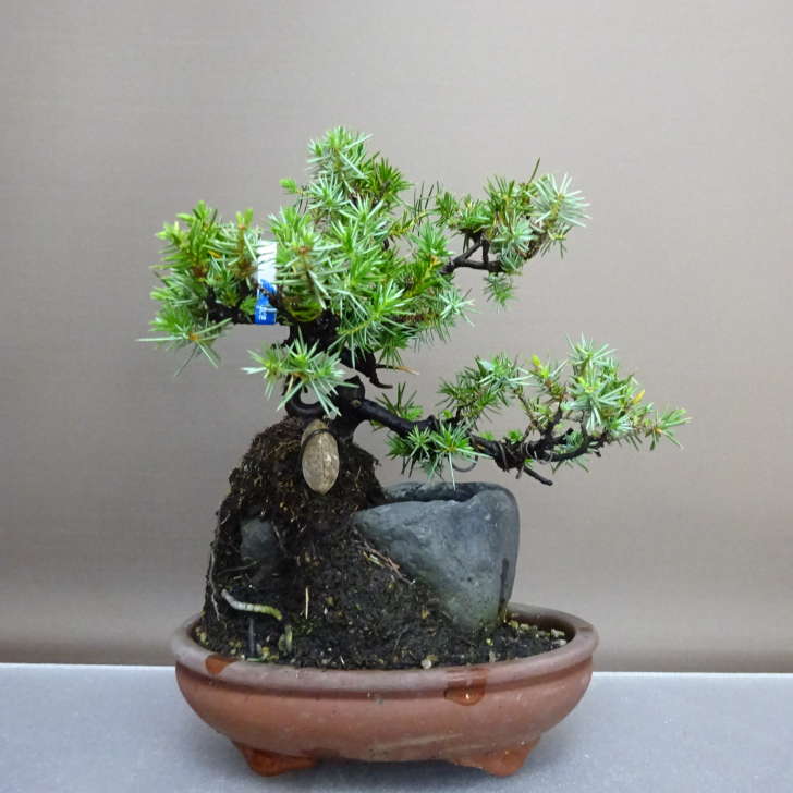 【楽天市場】盆栽 松 杜松 樹高 約22cm としょう Juniperus rigida トショウ 石付き ヒノキ科 常緑針葉樹 鑑賞 観賞用 ...