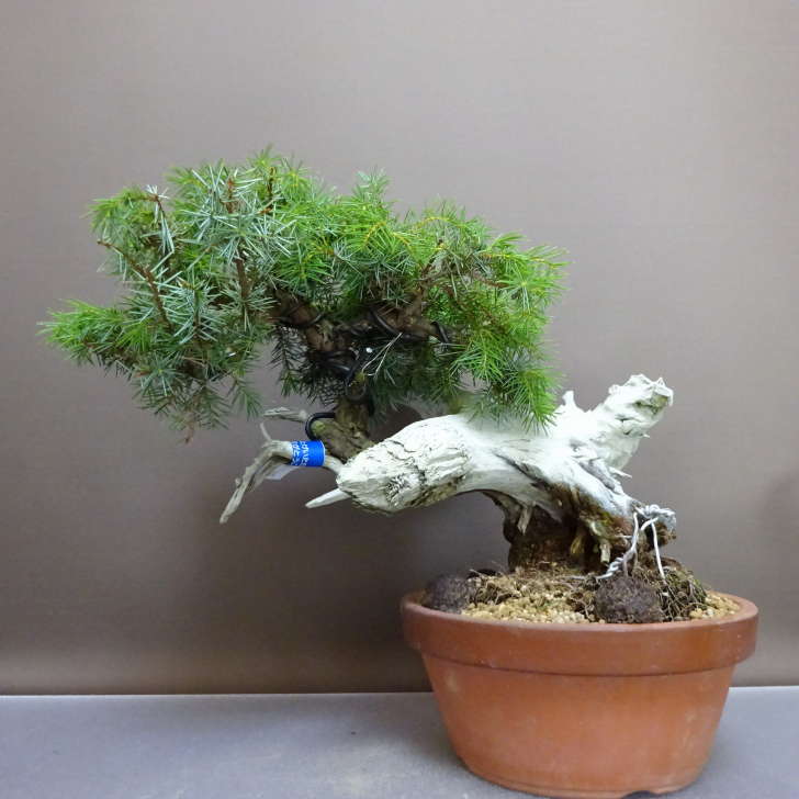 楽天市場】盆栽 特選：杜松(としょう) 現品*トショウ Juniperus rigida