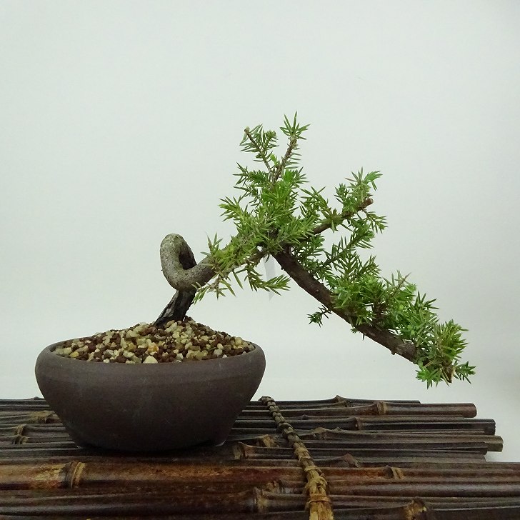 針葉樹の盆栽2点セット 楽天市場】盆栽 杜松 樹高 上下 約18cm としょう Juniperus