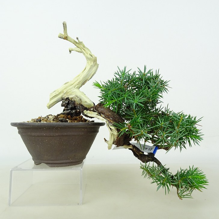 ※引取限定※　盆栽　山木　杜松 Yahoo!オークション - 山採り 杜松 盆栽 大品 引き取り限定 埼玉 寄居