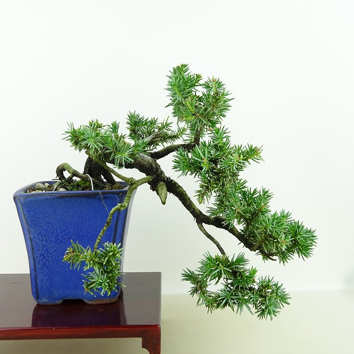 楽天市場】盆栽 特選：杜松(としょう) 現品*トショウ Juniperus rigida