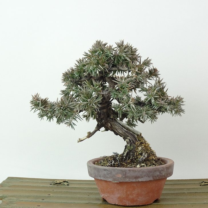 楽天市場】盆栽 松 杜松 樹高 約12cm としょう Juniperus rigida