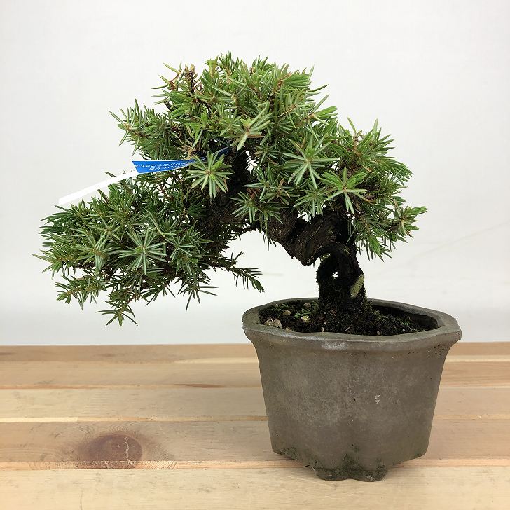 【楽天市場】盆栽 松 杜松 樹高 約11cm としょう Juniperus rigida トショウ ヒノキ科 常緑針葉樹 観賞用 小品 現品 ...