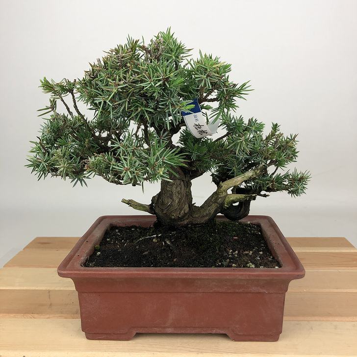 超大特価！中品盆栽　杜松　ジン舎利 が魅力の逸品！ 山採り杜松 大品盆栽 樹齢80年の一点物盆栽を販売｜盆栽妙