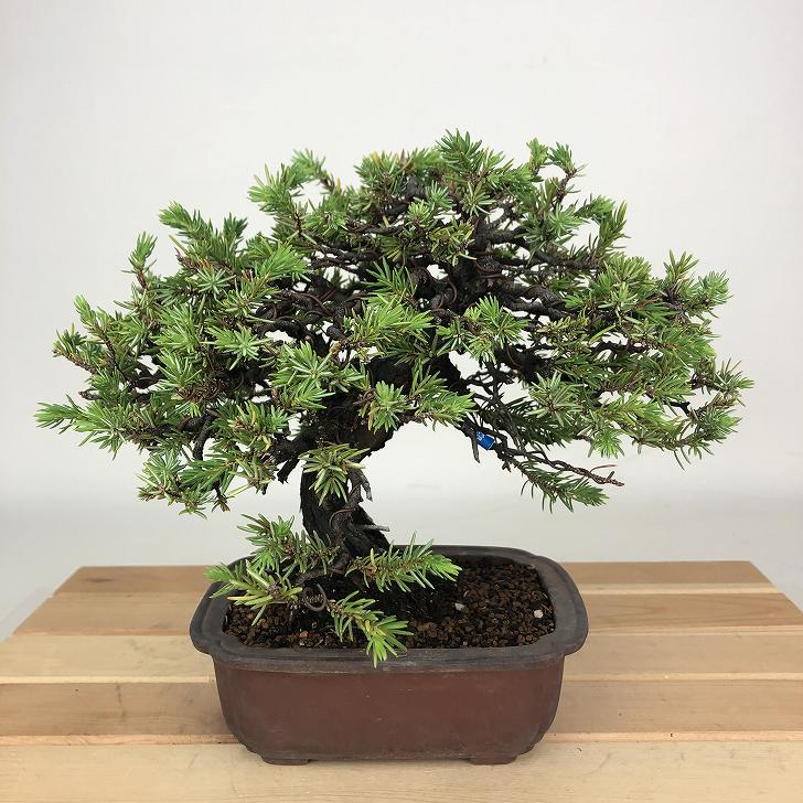 楽天市場】盆栽 特選：杜松(としょう) 現品*トショウ Juniperus