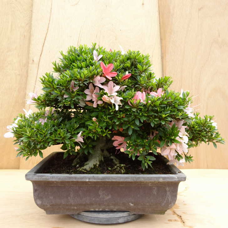 楽天市場】盆栽 皐月 新日光 樹高 約22cm さつき Rhododendron indicum