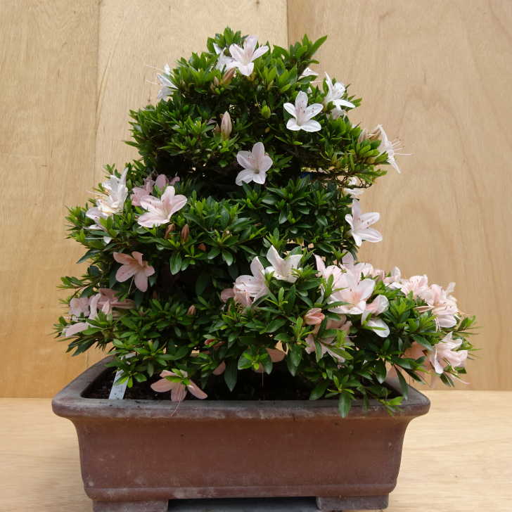 楽天市場】盆栽 特選：皐月(晃山)*現品 サツキ さつき Satsuki
