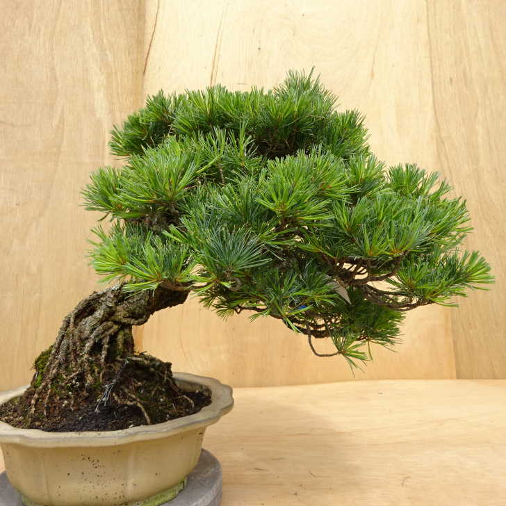 楽天市場】盆栽 松 五葉松 樹高 約36cm ごようまつ Pinus parviflora