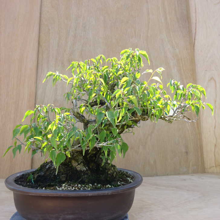 楽天市場】盆栽 「甲州野梅」 野梅 ヤバイ やばい 雑木盆栽 花物盆栽