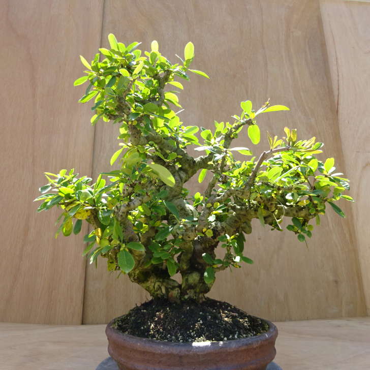 楽天市場】ボケ(木瓜) 放春花 紅吹雪 3.5号 (直径10.5cm) ポット