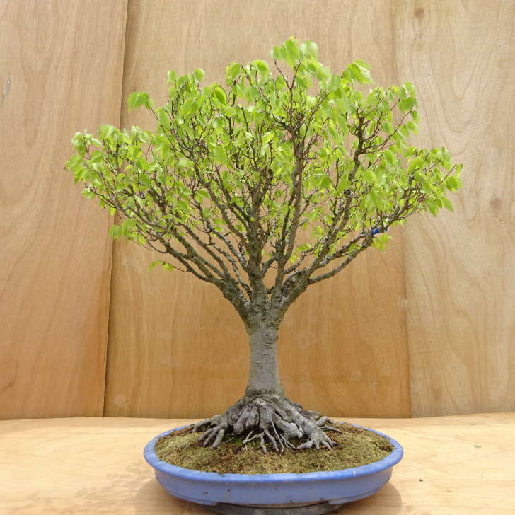 楽天市場】盆栽：欅(けやき) 現品*ケヤキ Zelkova serrata
