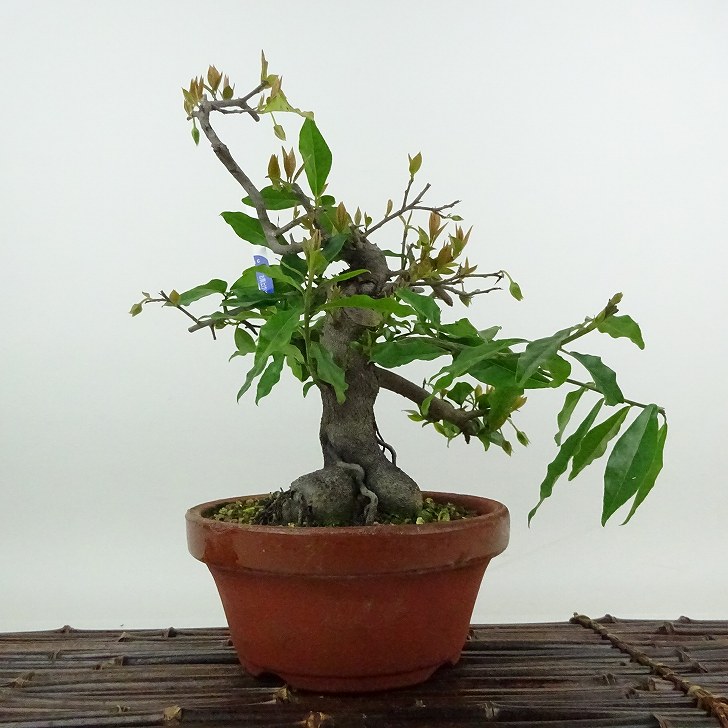 楽天市場】盆栽 常盤柿 樹高 約23cm ときわがき Diospyros morrisiana