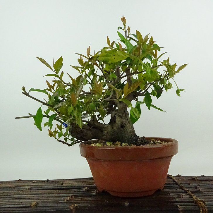 盆栽 ローヤ柿（トキワ柿）２個実つき 上級 ロウヤ柿 盆栽 懸崖 実付11月 老爺柿 ローヤ柿 小品盆栽