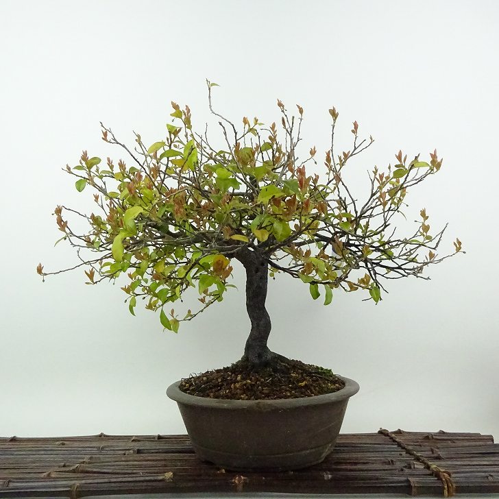 楽天市場】盆栽 ミニ盆栽 「常盤柿（雄木）」 カキ 豆柿 マメガキ