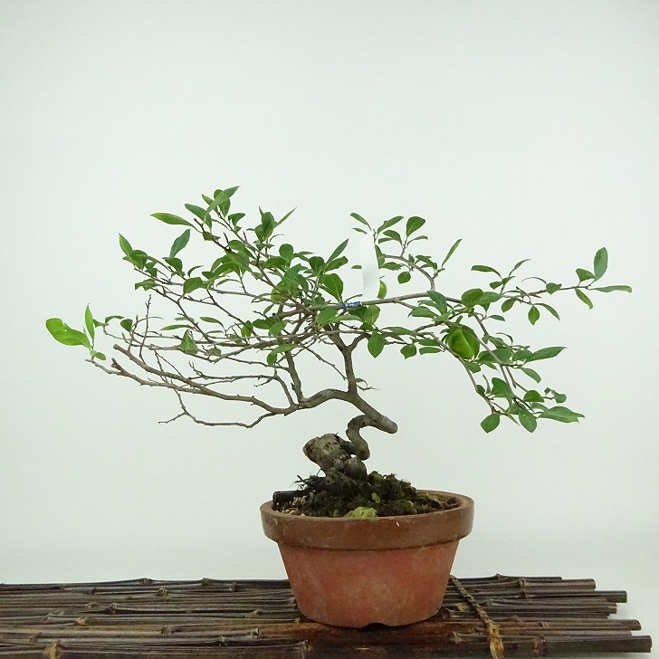 楽天市場】盆栽 老爺柿 樹高 約23cm ろうやがき Diospyros rhombifolia