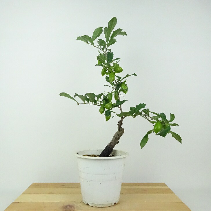 楽天市場】盆栽 老爺柿 彩珍 樹高 約39cm ろうやがき Diospyros