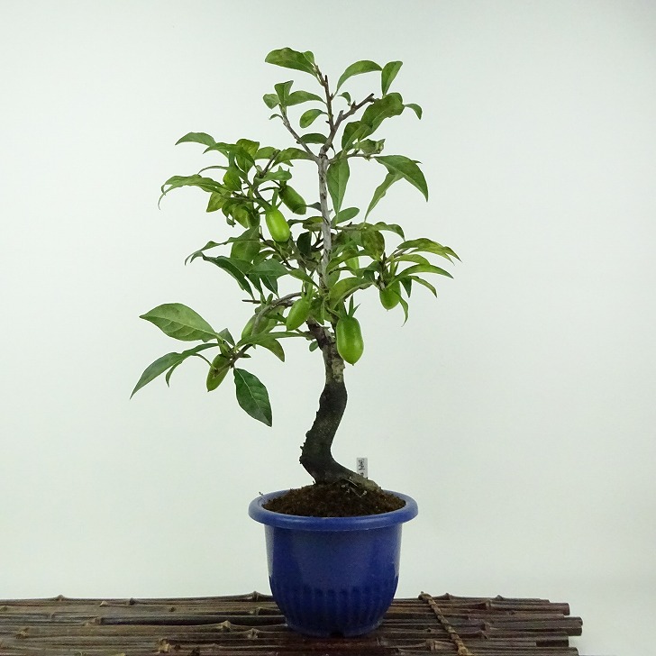 盆栽 老爺柿 星の輝 樹高 約30cm ろうやがき Diospyros rhombifolia ロウヤガキ 雌木 カキノキ科 落葉～半落葉樹 鑑賞用 観賞用 現品 送料無料