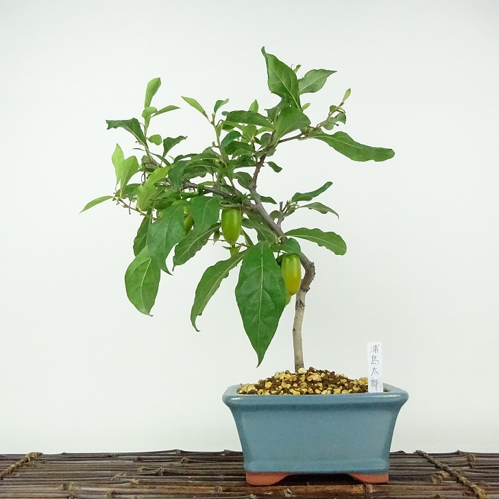 盆栽 老爺柿 浦島太郎 樹高 約35cm ろうやがき Diospyros rhombifolia ロウヤガキ 実物 雌木 カキノキ科 落葉～半落葉樹 鑑賞用 観賞用 現品 送料無料