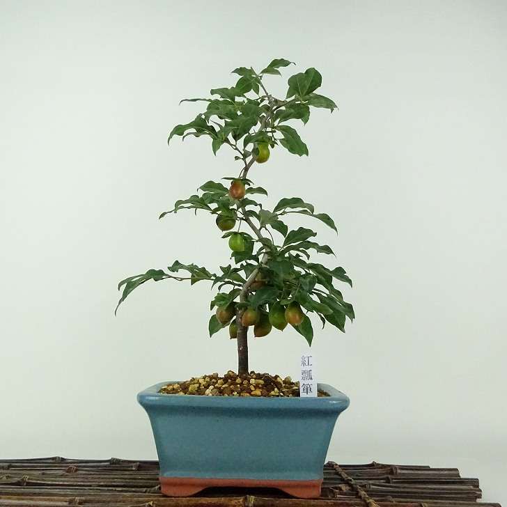 盆栽 老爺柿 紅瓢箪 樹高 約35cm ろうやがき Diospyros rhombifolia ロウヤガキ 実物 雌木 カキノキ科 落葉～半落葉樹 鑑賞用 観賞用 現品 送料無料