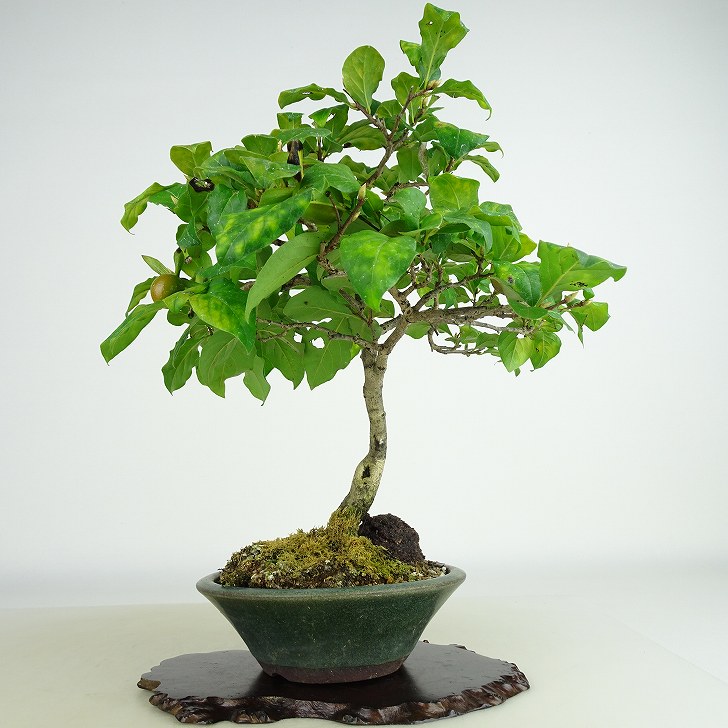 楽天市場】盆栽 老爺柿 樹高 約24cm ろうやがき Diospyros rhombifolia